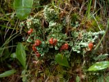 Cladonia bellidiflora-1.jpg